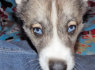 Mėlynos akys Siberianas Husky šuniukai nemokamai