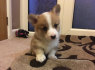 Labai mieli Pembroke Welsh Corgi (2)