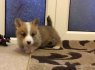 Labai mieli Pembroke Welsh Corgi (3)