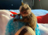Parduodamos nuostabios marmozetės beždžionės