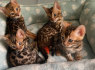 Parduodami namuose dresuoti Bengalijos kačiukai, paruošti keliauti namo