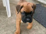 Gražūs KC Pedigree Boxer šuniukai (2)