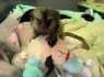 Parduodama beždžionė marmozetė