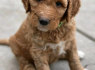 Gražūs Goldendoodle šuniukai (2)