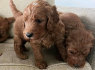 Gražūs Goldendoodle šuniukai (2)