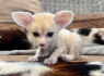 Parduodamas Fennec Fox (2)