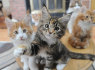 GCCF registruoti Meino meškėnų kilmės kačiukai