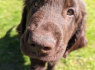 Nuostabūs Flatcoat retriverių šuniukai