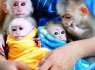 Parduodamos mielos kapucinų beždžionėlės