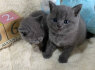 Rusijos mėlyni kačiukai