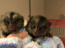 Parduodamos beždžionės dvynės marmozetės (1)