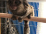 Parduodamos gražios marmozetės (1)