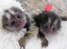 Galima įsigyti nuostabių beždžionių marmozetų