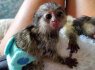Parduodamos namuose auginamos beždžionės marmozetės (1)