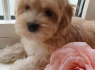 Galimi Maltipoo šuniukai (2)