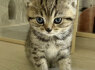 Tabby Cat