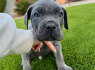 Cane Corso